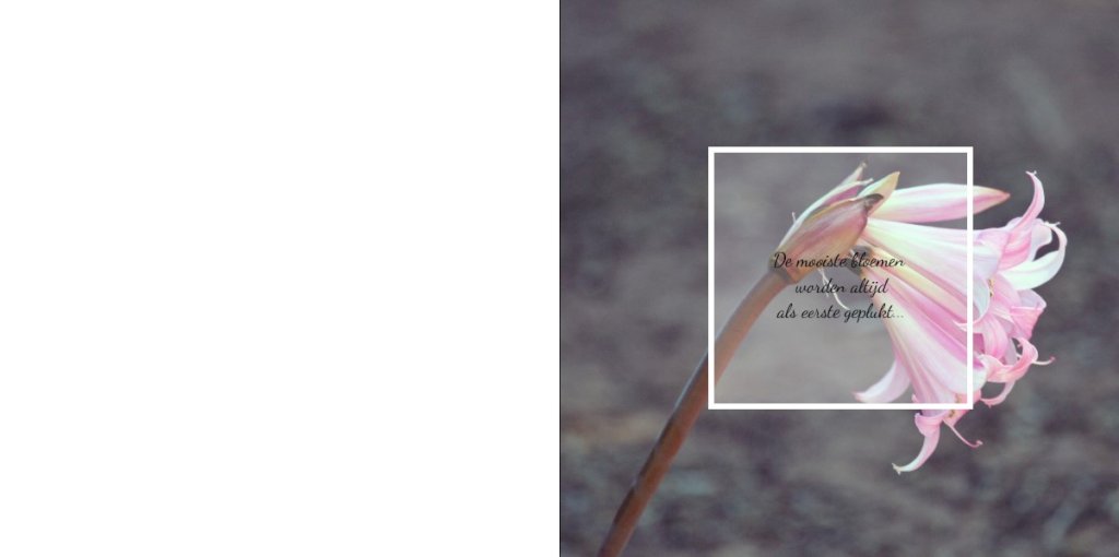 Rouwkaart afbeelding roze bloem en foto aan binnenzijde Rouwkaart afbeelding roze bloem en foto aan binnenzijde