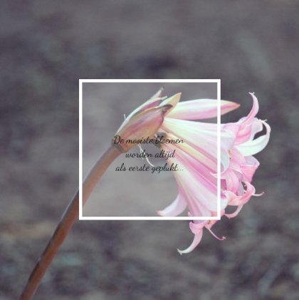 Rouwkaart afbeelding roze bloem en foto aan binnenzijde Rouwkaart afbeelding roze bloem en foto aan binnenzijde