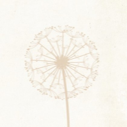 Rouwkaart paardenbloem op papier en foto aan binnenzijde