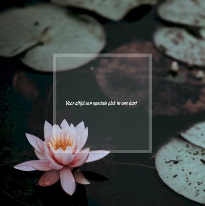 Gevouwen rouwkaart "Waterlelie"