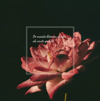 Gevouwen rouwkaart "Rode bloem"