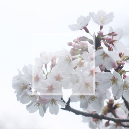 Rouwkaart afbeelding witte bloesem en foto aan binnenzijde Rouwkaart afbeelding witte bloesem en foto aan binnenzijde