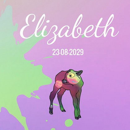 Gevouwen kaart met kalfje Gevouwen kaart met kalfje