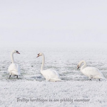 Gevouwen kerstkaart "Zwanen" Gevouwen kerstkaart "Zwanen"