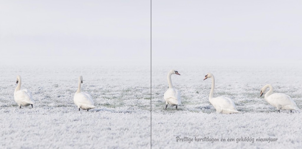 Gevouwen kerstkaart "Zwanen" Gevouwen kerstkaart "Zwanen"