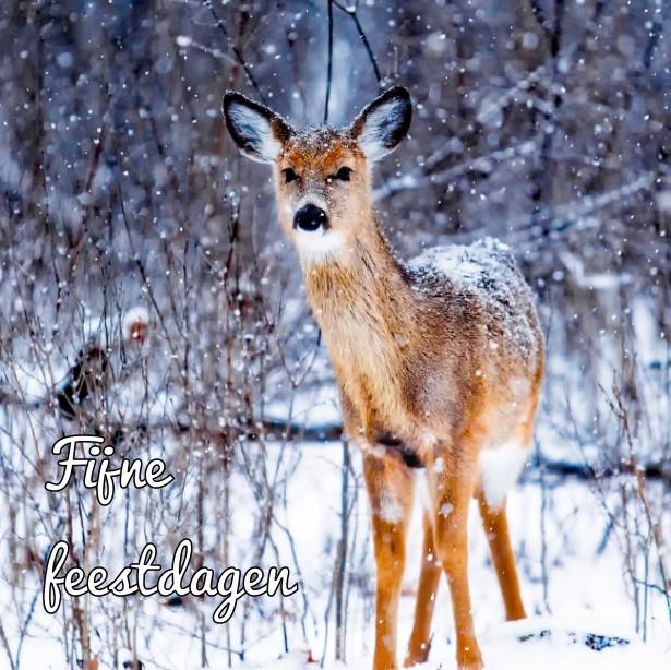 Kerstkaart "Hertje in de sneeuw" Kerstkaart "Hertje in de sneeuw"
