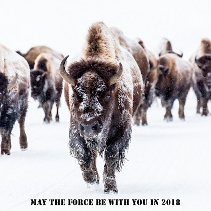 Gevouwen kerstkaart "Buffels"