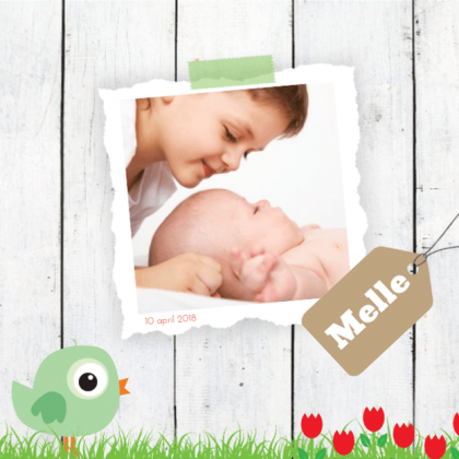 Gevouwen kaart "Foto & Groen vogeltjes op hout" Gevouwen kaart "Foto & Groen vogeltjes op hout"