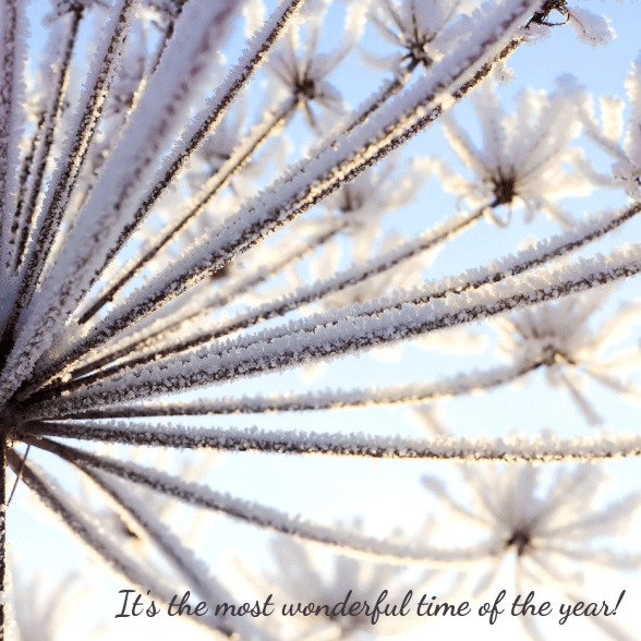 Kerstkaart "IJsbloem" Kerstkaart "IJsbloem"