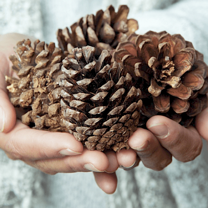 Kerstkaart "Dennenappels"