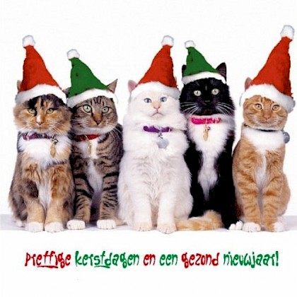 Gevouwen kerstkaart "Poezen"