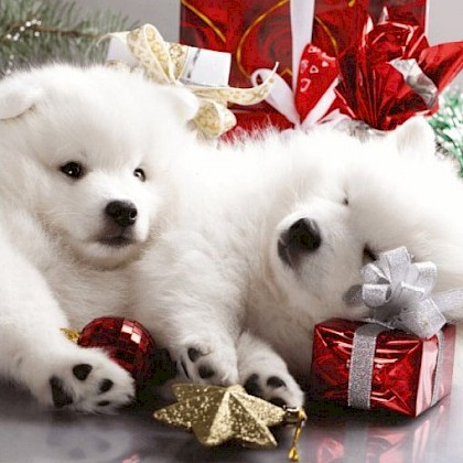 Gevouwen kerstkaart "Foto & Hondjes"