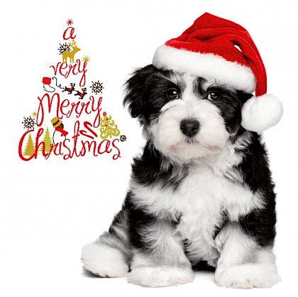 Gevouwen kerstkaart "Kersthondje"